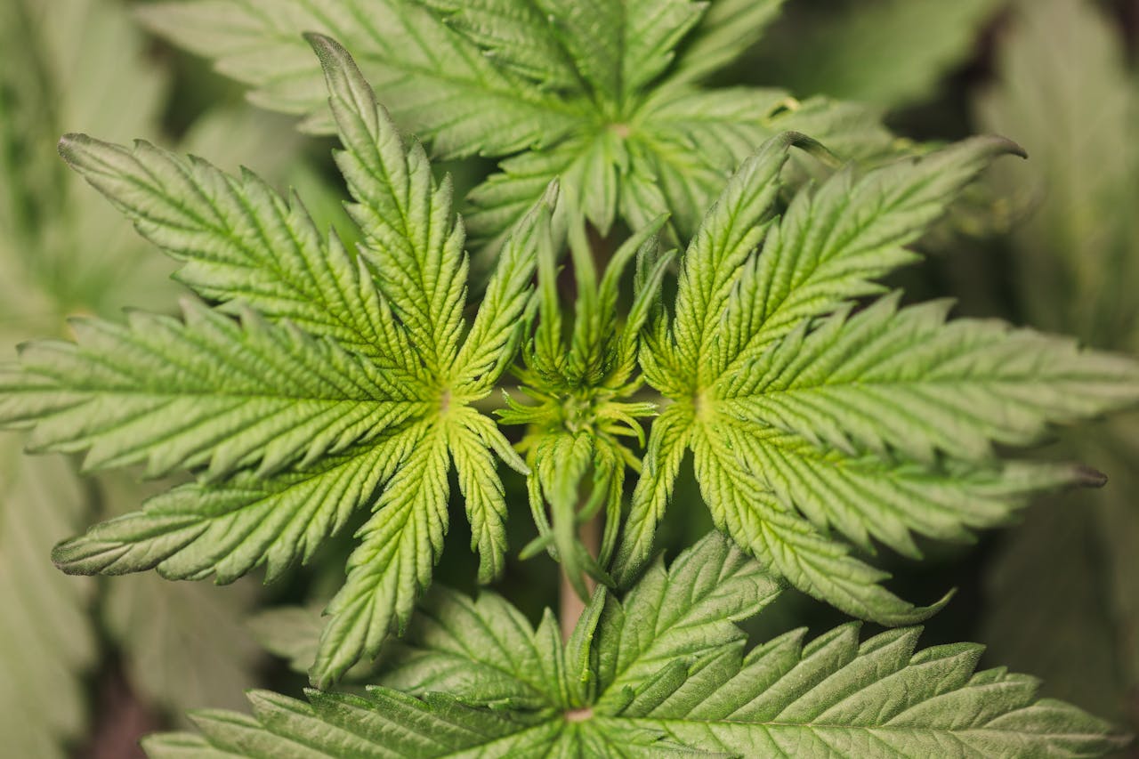 Detailed close-up of green cannabis leaves showcasing their unique shape and vibrant color.